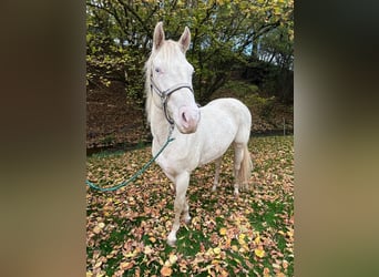 American Paint Horse, Castrone, 3 Anni, 147 cm