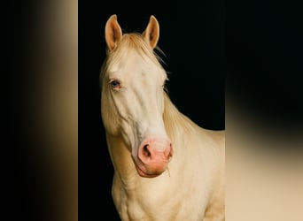 American Paint Horse, Castrone, 3 Anni, 147 cm