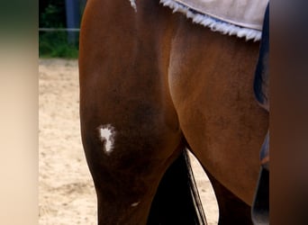 American Paint Horse, Castrone, 3 Anni, 148 cm, Overo-tutti i colori