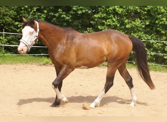 American Paint Horse, Castrone, 3 Anni, 148 cm, Overo-tutti i colori