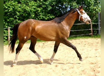 American Paint Horse, Castrone, 3 Anni, 148 cm, Overo-tutti i colori