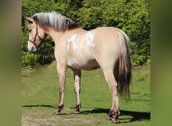 American Paint Horse Mix, Castrone, 3 Anni, 148 cm, Tobiano-tutti i colori