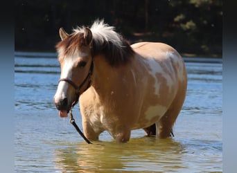American Paint Horse Mix, Castrone, 3 Anni, 148 cm, Tobiano-tutti i colori