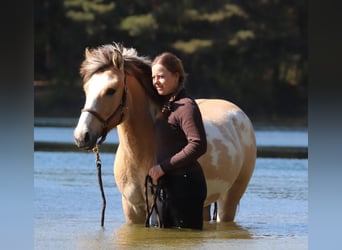 American Paint Horse Mix, Castrone, 3 Anni, 148 cm, Tobiano-tutti i colori