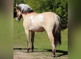 American Paint Horse Mix, Castrone, 3 Anni, 148 cm, Tobiano-tutti i colori