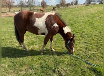 American Paint Horse, Castrone, 3 Anni, 150 cm