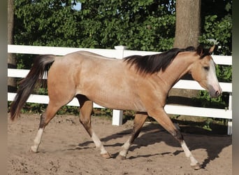 American Paint Horse Mix, Castrone, 3 Anni, 150 cm, Pelle di daino
