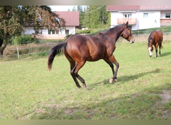 American Paint Horse, Castrone, 3 Anni, 152 cm, Baio