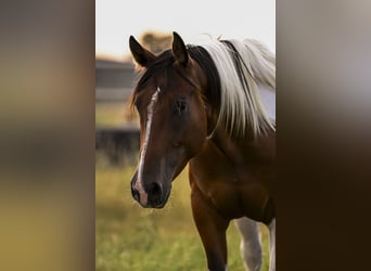 American Paint Horse, Castrone, 3 Anni, 152 cm, Baio ciliegia