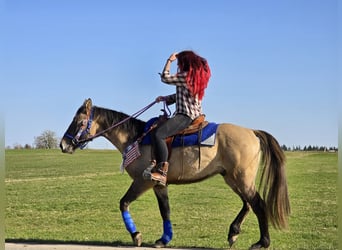 American Paint Horse Mix, Castrone, 3 Anni, 152 cm, Grullo