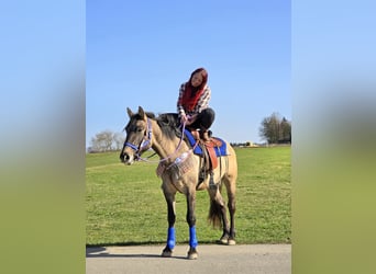 American Paint Horse Mix, Castrone, 3 Anni, 152 cm, Grullo