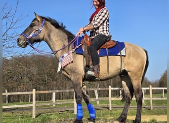 American Paint Horse Mix, Castrone, 3 Anni, 152 cm, Grullo