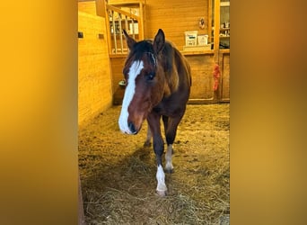 American Paint Horse Mix, Castrone, 3 Anni, 153 cm