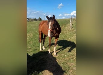 American Paint Horse Mix, Castrone, 3 Anni, 153 cm