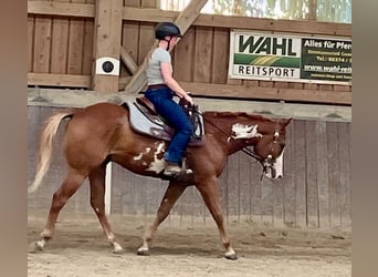 American Paint Horse, Castrone, 3 Anni, 154 cm, Overo-tutti i colori