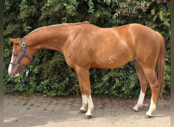 American Paint Horse, Castrone, 3 Anni, 154 cm, Sauro