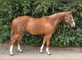 American Paint Horse, Castrone, 3 Anni, 154 cm, Sauro