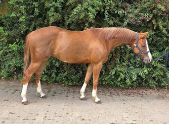 American Paint Horse, Castrone, 3 Anni, 154 cm, Sauro