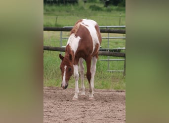 American Paint Horse, Castrone, 3 Anni, 154 cm, Sauro scuro