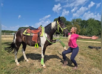 American Paint Horse, Castrone, 3 Anni, 155 cm, Pezzato