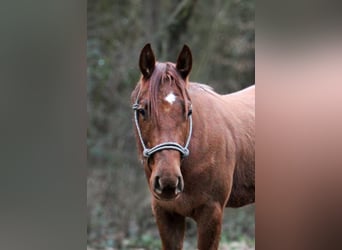 American Paint Horse, Castrone, 3 Anni, 155 cm, Sauro