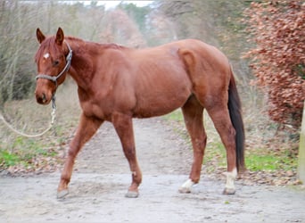 American Paint Horse, Castrone, 3 Anni, 155 cm, Sauro