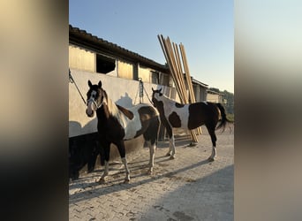 American Paint Horse, Castrone, 3 Anni, 155 cm, Tobiano-tutti i colori