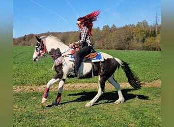 American Paint Horse Mix, Castrone, 3 Anni, 156 cm, Pezzato