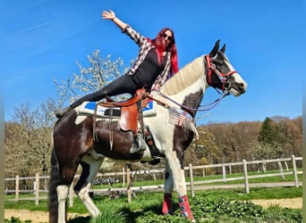 American Paint Horse Mix, Castrone, 3 Anni, 156 cm, Pezzato