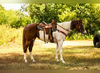 American Paint Horse, Castrone, 3 Anni, Tobiano-tutti i colori