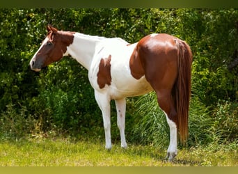 American Paint Horse, Castrone, 3 Anni, Tobiano-tutti i colori