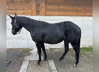 American Paint Horse, Castrone, 4 Anni, 145 cm, Baio