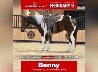 American Paint Horse, Castrone, 4 Anni, 147 cm, Baio ciliegia