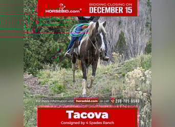 American Paint Horse, Castrone, 4 Anni, 147 cm, Pezzato