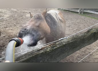 American Paint Horse Mix, Castrone, 4 Anni, 149 cm, Tobiano-tutti i colori