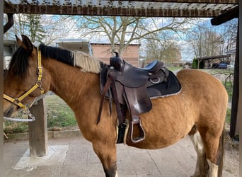American Paint Horse Mix, Castrone, 4 Anni, 149 cm, Tobiano-tutti i colori