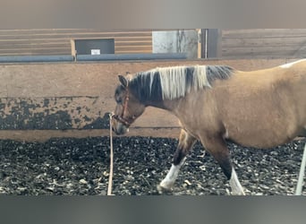 American Paint Horse Mix, Castrone, 4 Anni, 149 cm, Tobiano-tutti i colori
