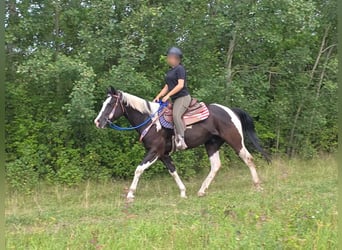 American Paint Horse, Castrone, 4 Anni, 150 cm, Pezzato