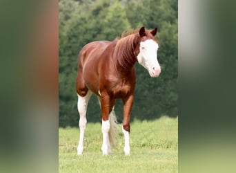 American Paint Horse, Castrone, 4 Anni, 150 cm