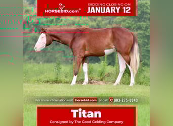 American Paint Horse, Castrone, 4 Anni, 150 cm, Sauro ciliegia