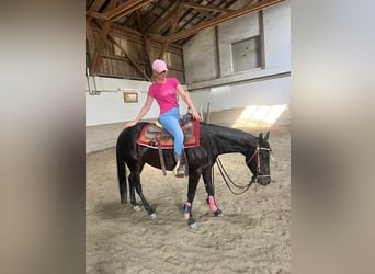 American Paint Horse, Castrone, 4 Anni, 151 cm, Baio scuro