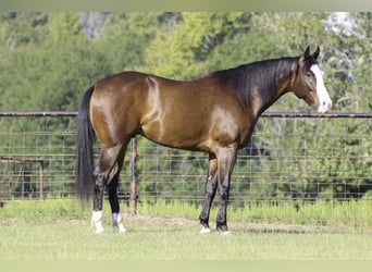 American Paint Horse, Castrone, 4 Anni, 152 cm, Baio ciliegia