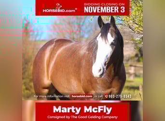 American Paint Horse, Castrone, 4 Anni, 152 cm, Baio ciliegia