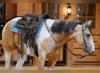 American Paint Horse, Castrone, 4 Anni, 152 cm, Pezzato