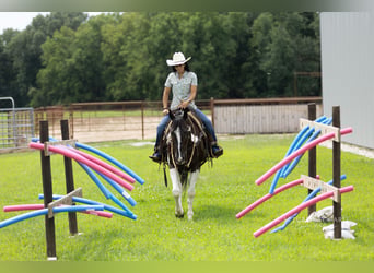 American Paint Horse, Castrone, 4 Anni, 152 cm, Pezzato