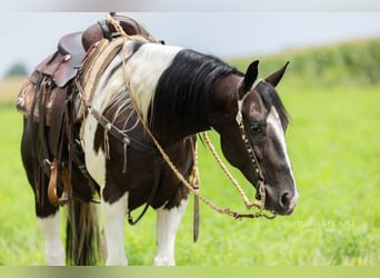 American Paint Horse, Castrone, 4 Anni, 152 cm, Pezzato