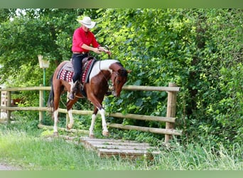 American Paint Horse, Castrone, 4 Anni, 153 cm, Pezzato