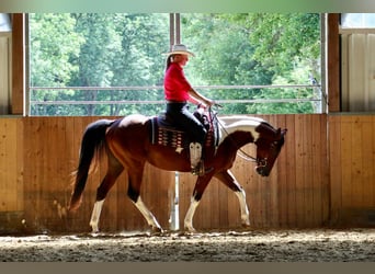American Paint Horse, Castrone, 4 Anni, 153 cm, Pezzato