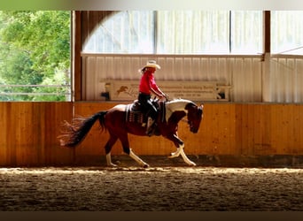 American Paint Horse, Castrone, 4 Anni, 153 cm, Pezzato
