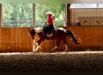 American Paint Horse, Castrone, 4 Anni, 153 cm, Pezzato